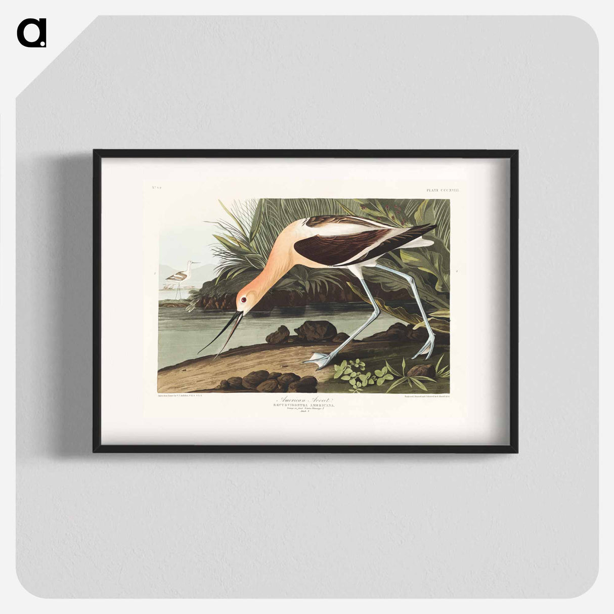 アートポスター-American Avocet
- ジョン ジェームス オーデュボン Poster.