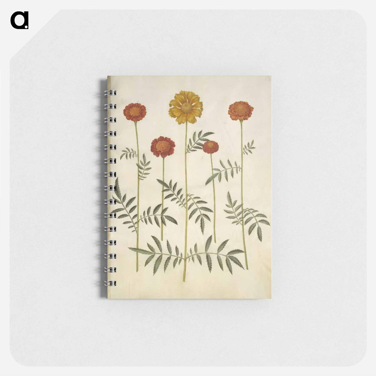 アートメモ帳-Tagetes Patula
- マリア ジビーラ メーリアン Memo.