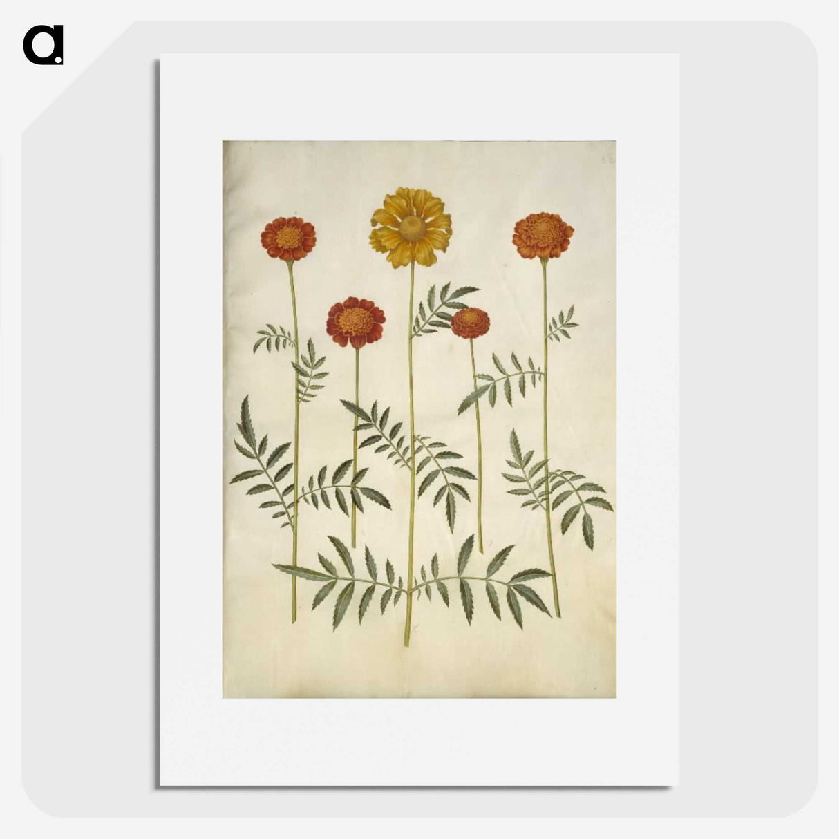 2-80_Maria-Sibylla-Merian_picture