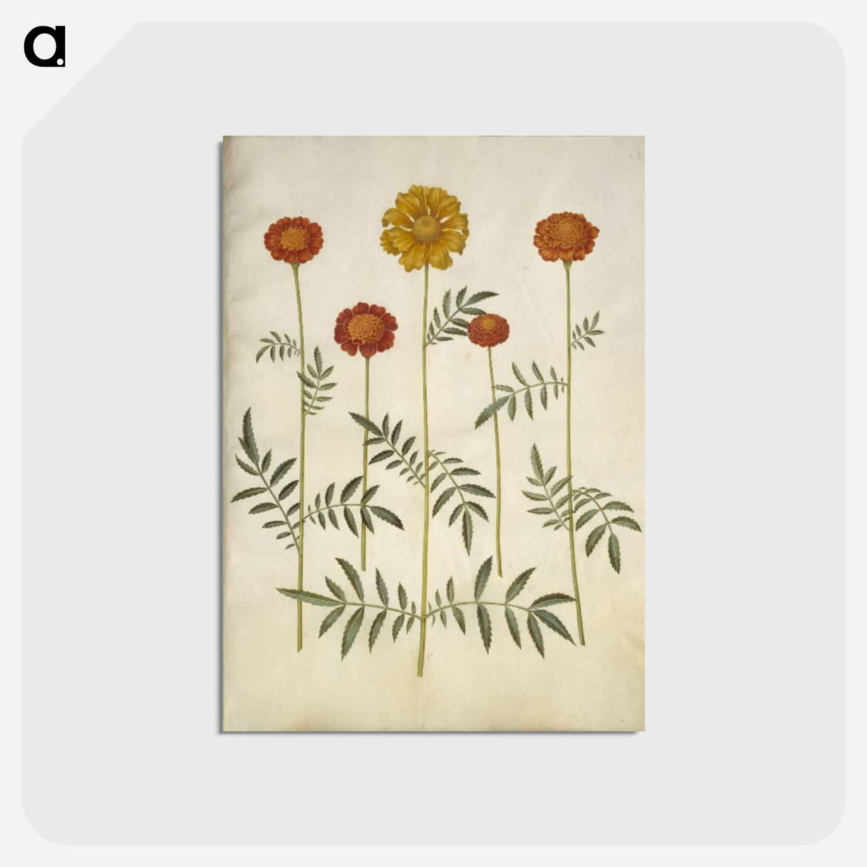 アートポストカード-Tagetes Patula
- マリア ジビーラ メーリアン Postcard.