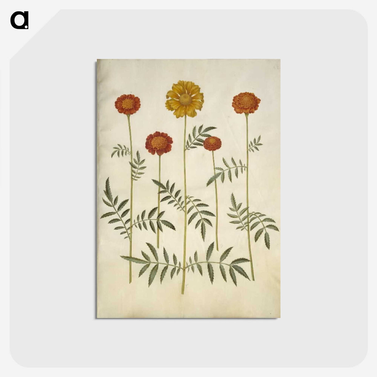 2-80_Maria-Sibylla-Merian_postcard