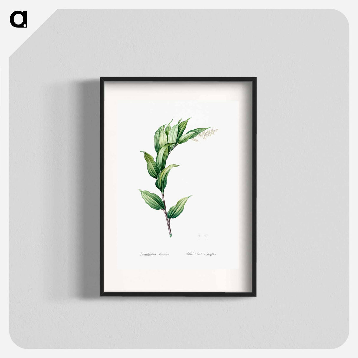 Treacleberry - ピエール ジョゼフ ルドゥーテ Poster.