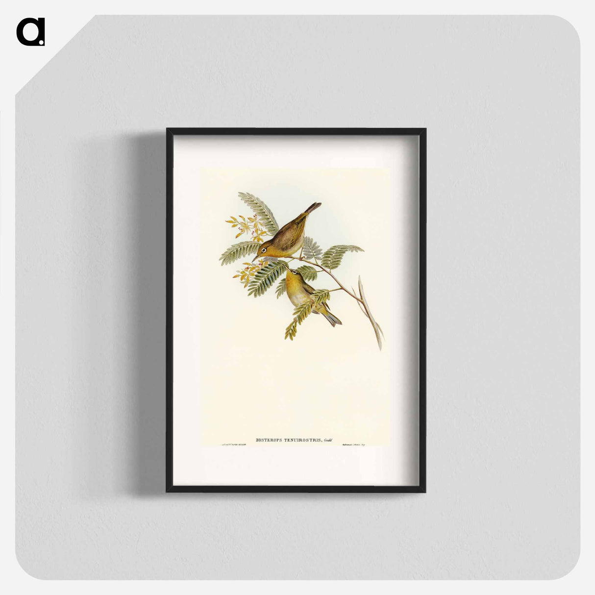 Slender-billed Zosterops
- オーストラリアの鳥 Poster.