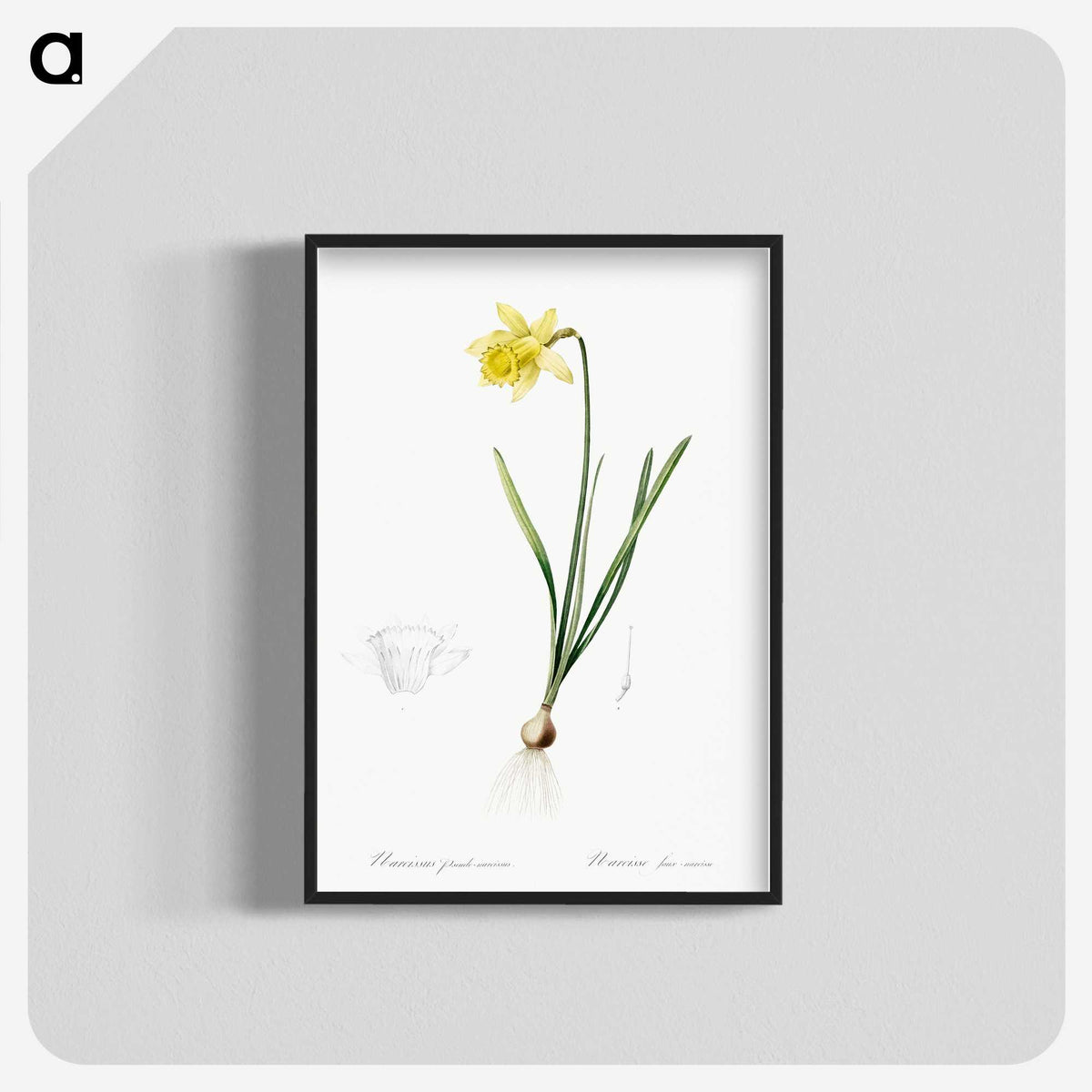 2-80_The-Lilies_blk-crop