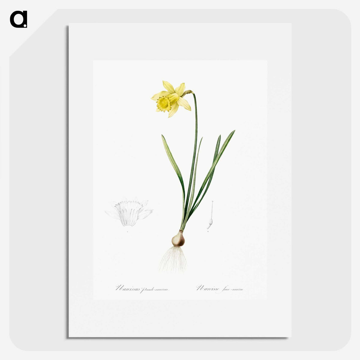 2-80_The-Lilies_picture