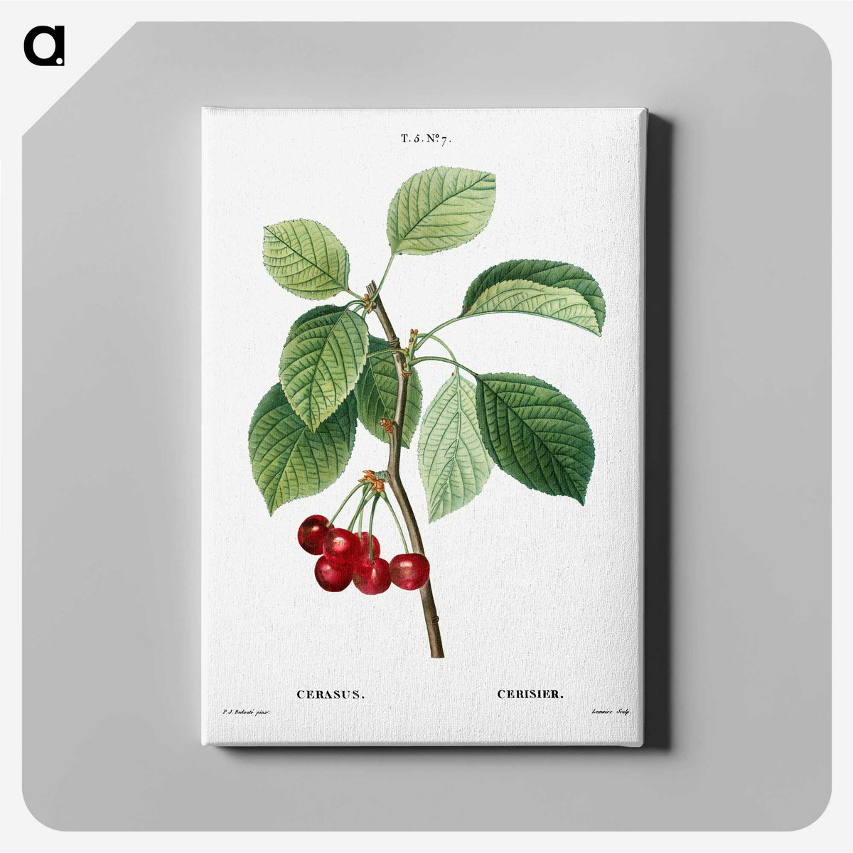 2-80_Treatise-on-Trees-and-Shrubs_canvas