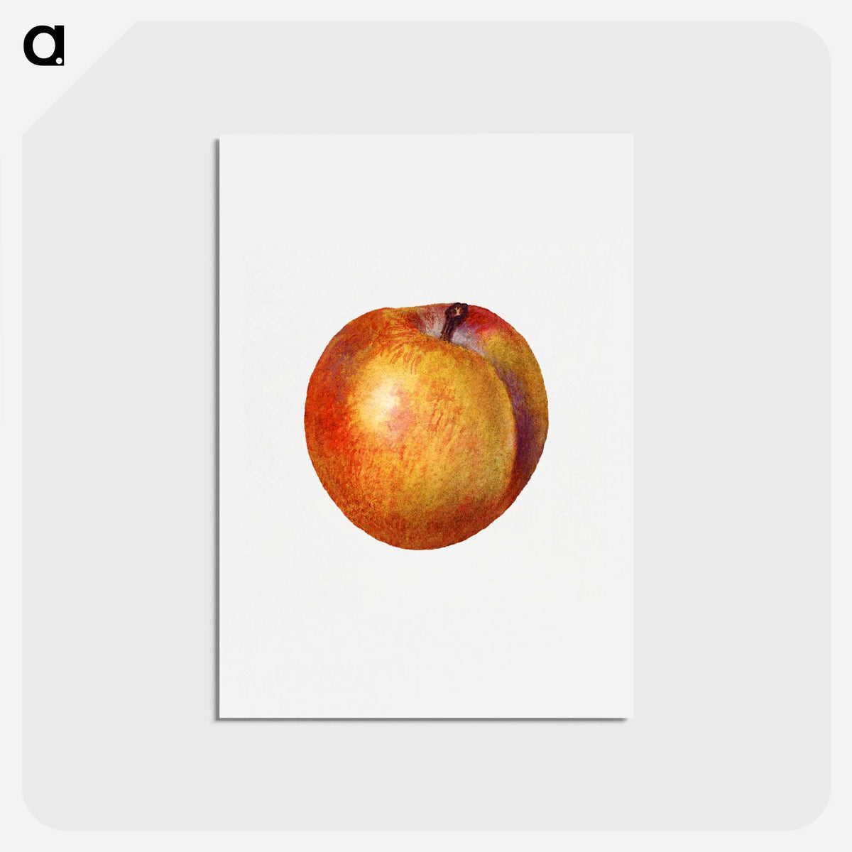 2-80_USDA-Watercolor-Fruit-Painting-Collection_hagaki