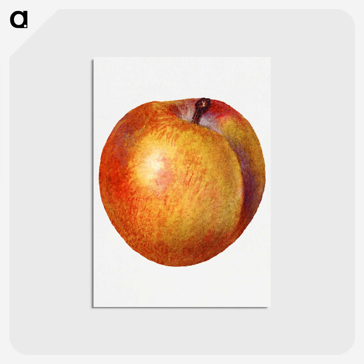 2-80_USDA-Watercolor-Fruit-Painting-Collection_postcard