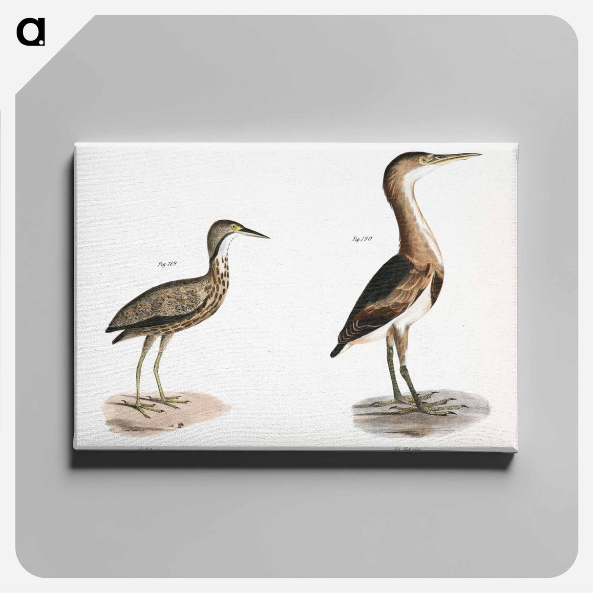 American Bittern (Ardea minor) Small Bittern (Ardea exilis) - ニューヨークの動物学 Canvas.