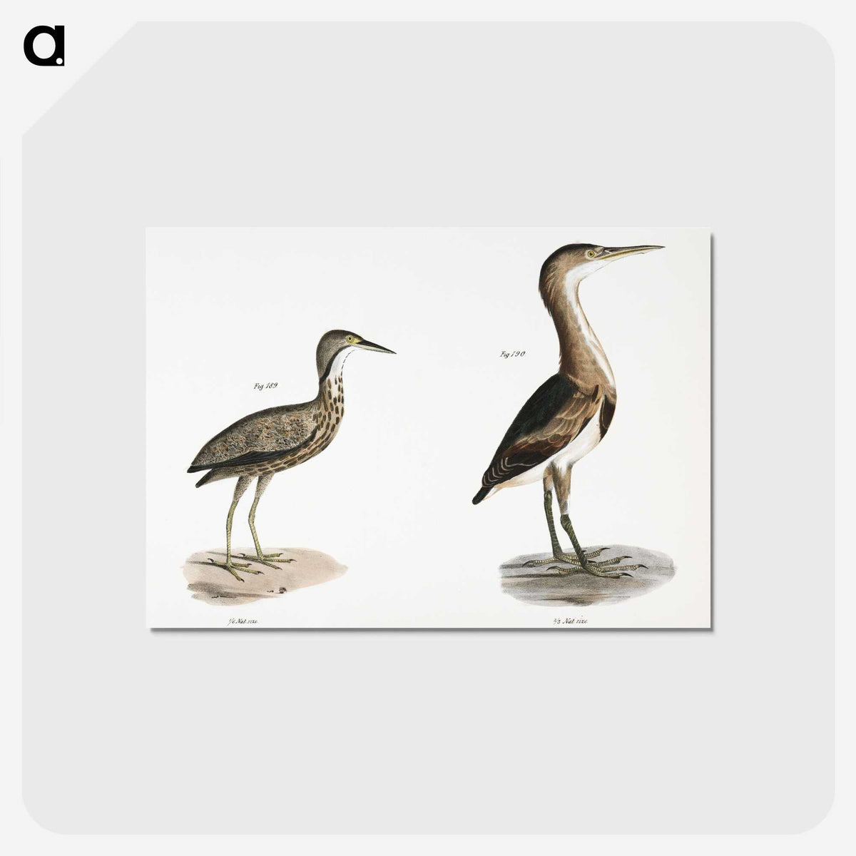2-80_Zoology-of-New-York_postcard