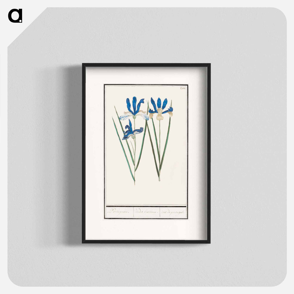 Blue iris - アンセルムス ボエティウス デ ブート Poster.