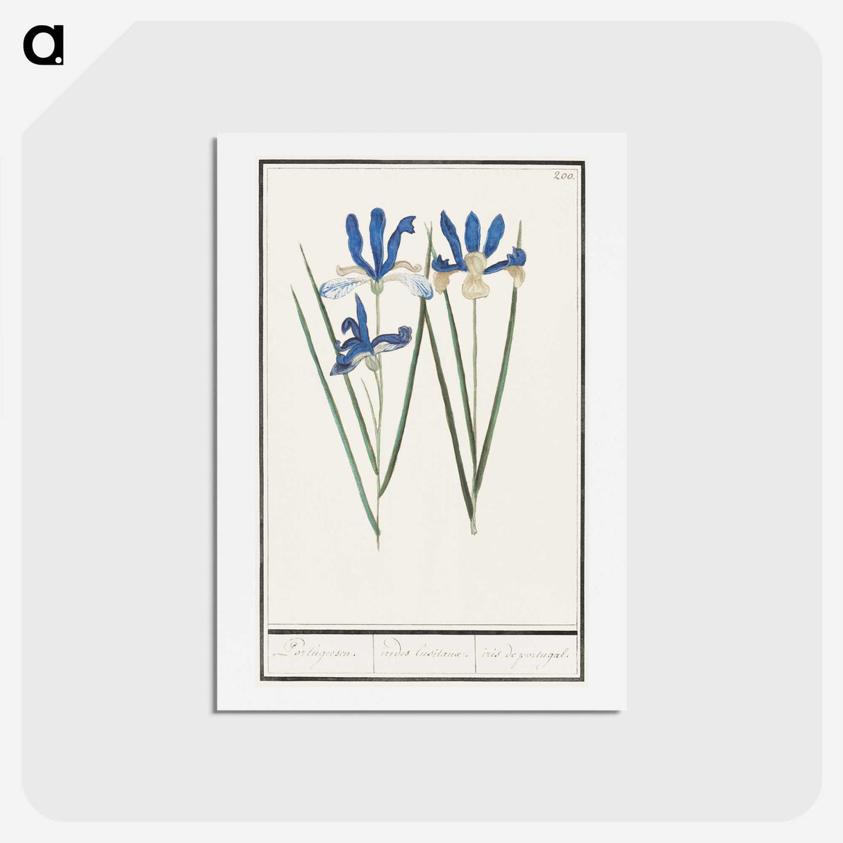 2-81_Anselmus-Boetius-de-Boodt_hagaki