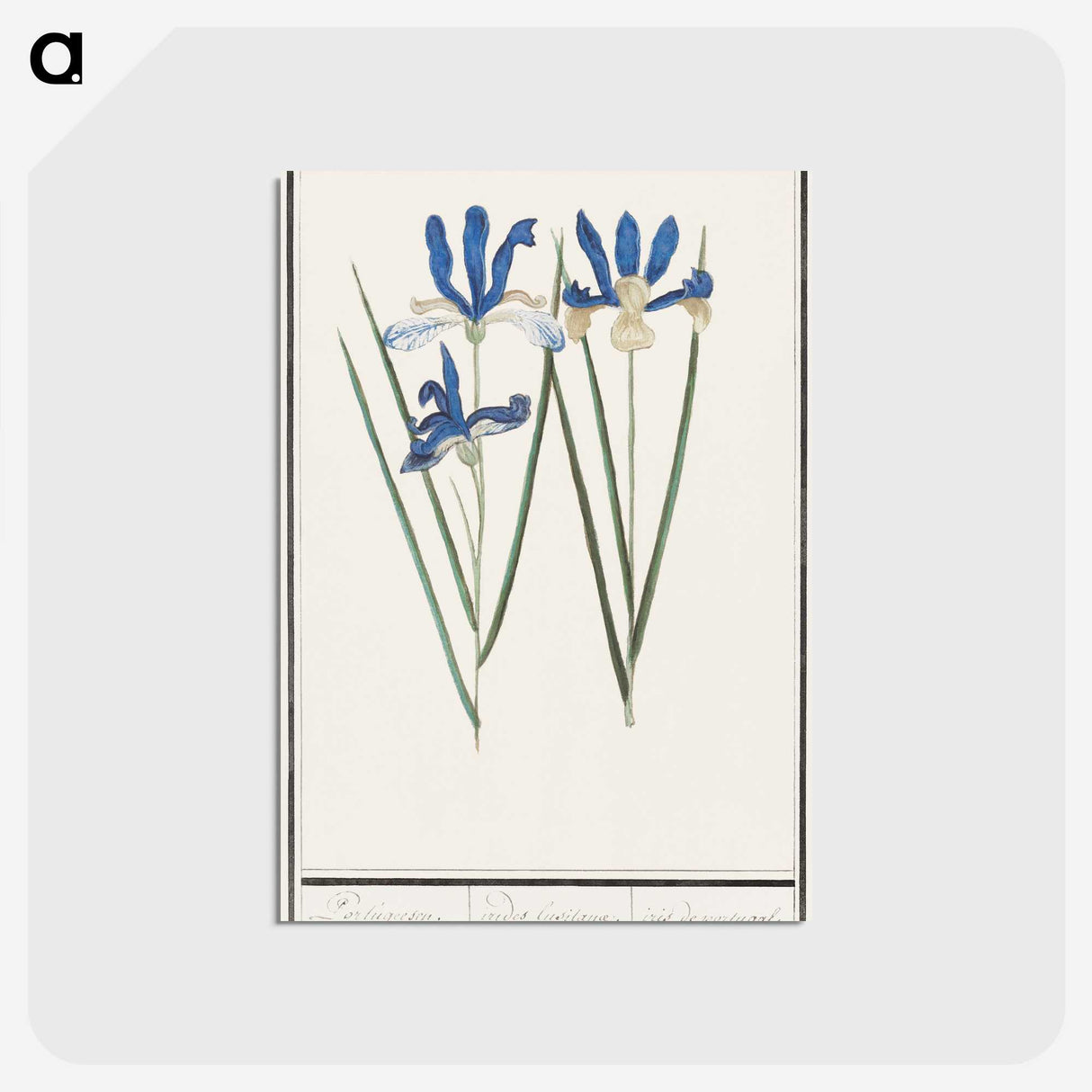 2-81_Anselmus-Boetius-de-Boodt_postcard