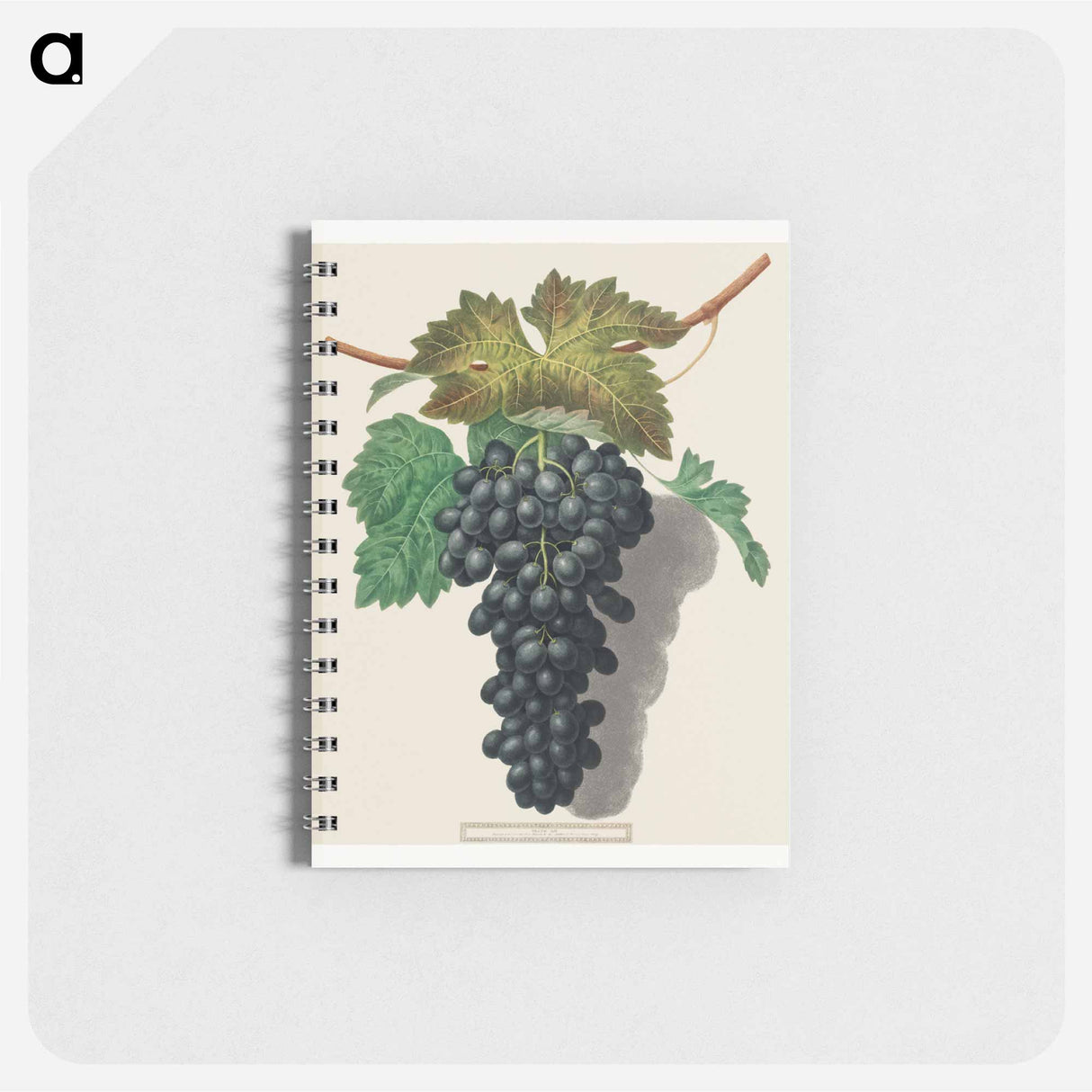 アートメモ帳-Black Prince Grape (Cinsaut)
- クリーブランド美術館 Memo.
