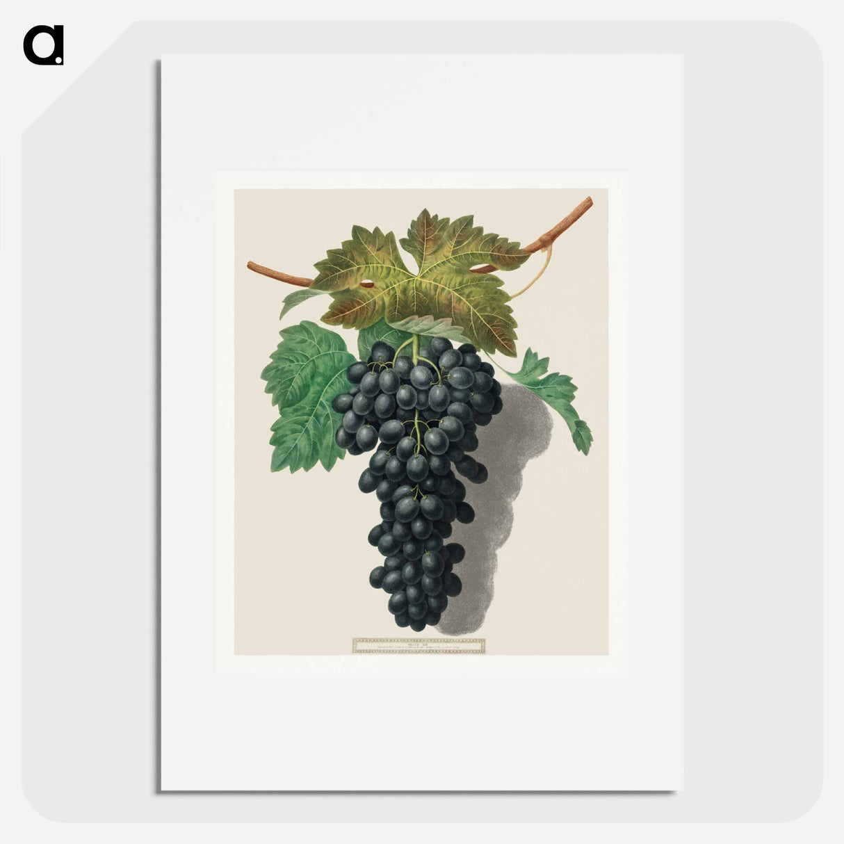 アートポスター-Black Prince Grape (Cinsaut)
- クリーブランド美術館 Poster.