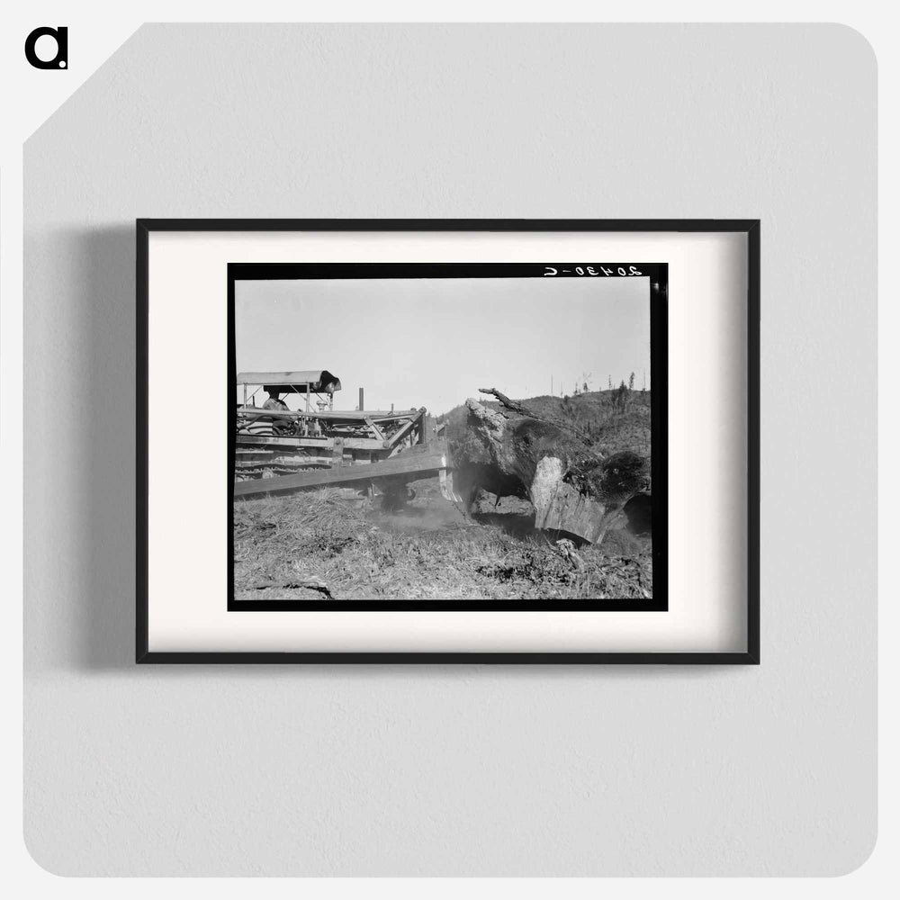 Bulldozer raises and pushes stump on cut-over farm - Dorothea Lange Poster.