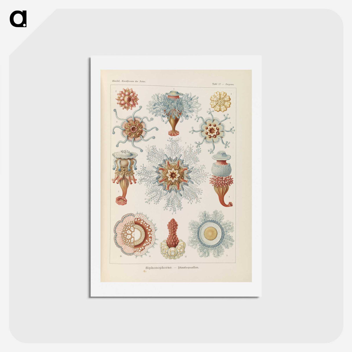 2-81_Ernst-Haeckel_hagaki