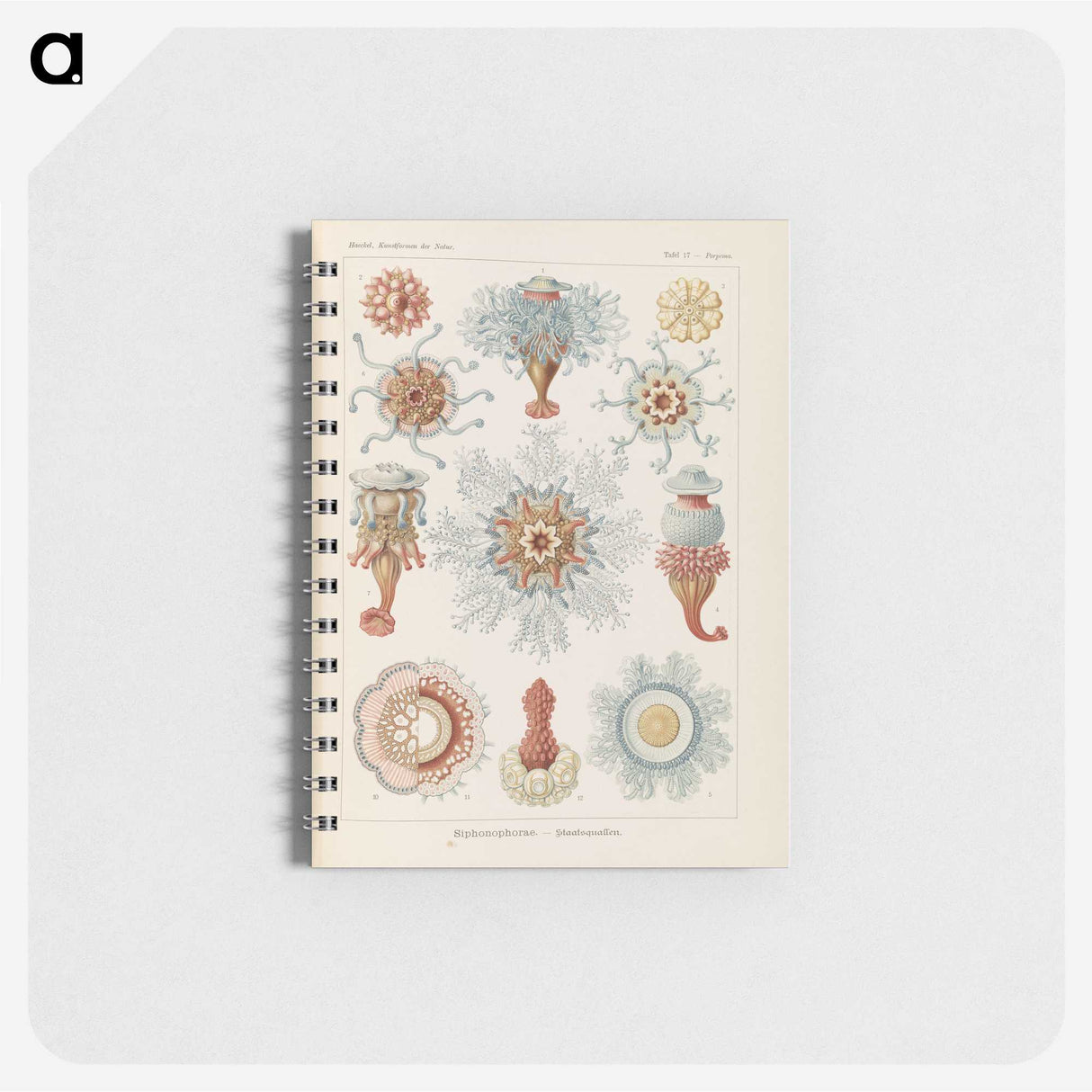 2-81_Ernst-Haeckel_memo