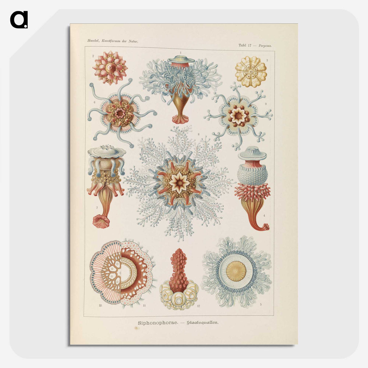 2-81_Ernst-Haeckel_picture-crop