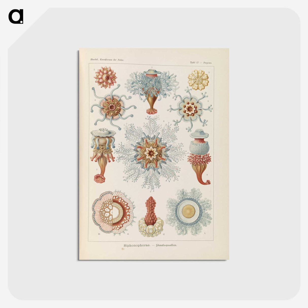 2-81_Ernst-Haeckel_postcard