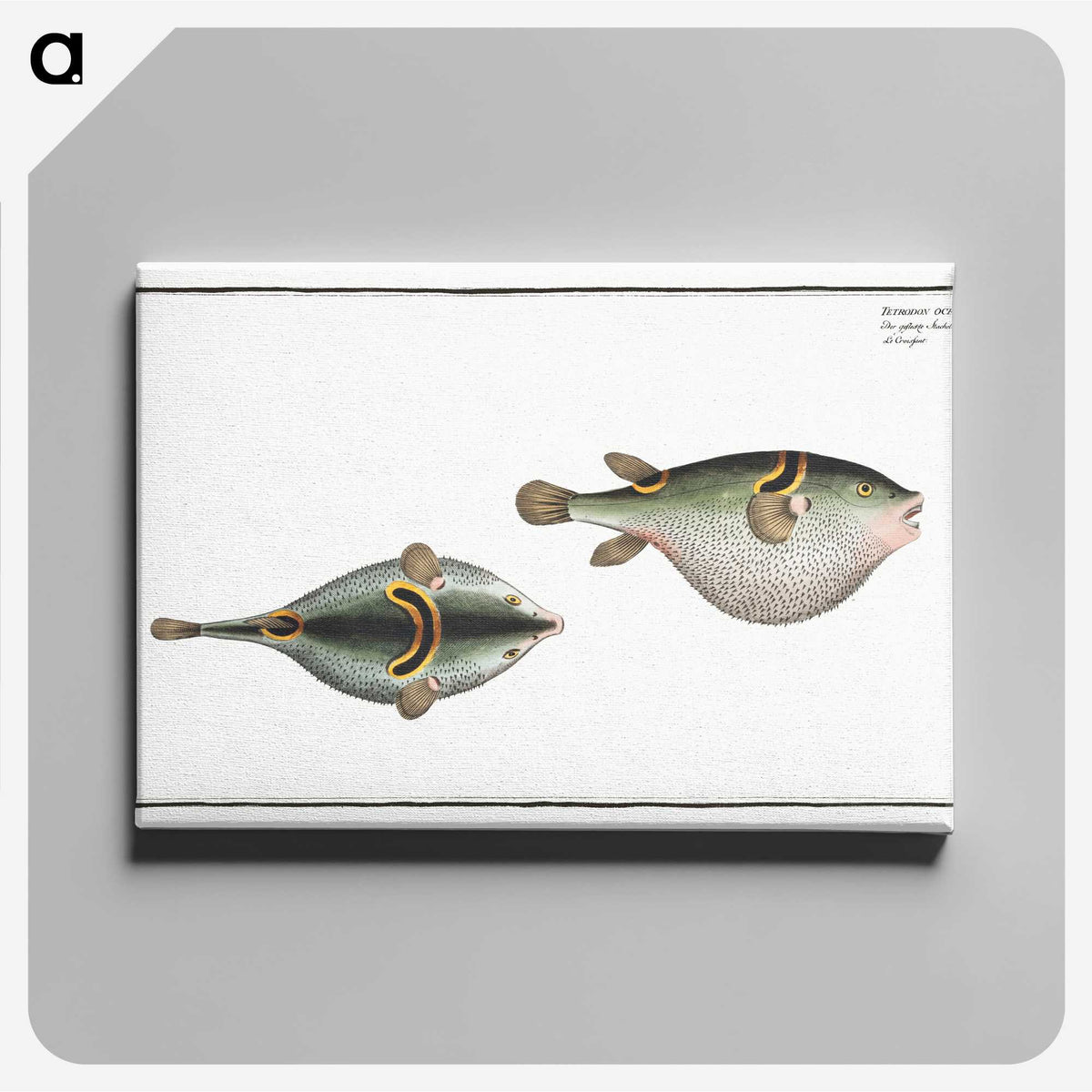 2-81_Ichtyologie-ou-Histoire-naturelle_canvas