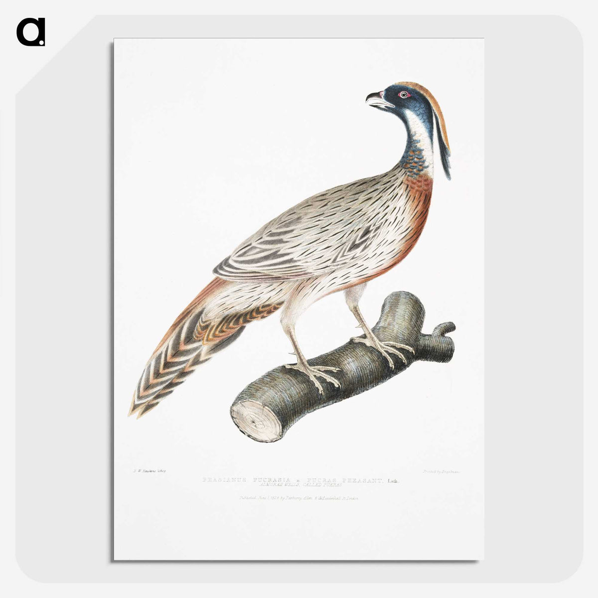 2-81_Indian-Zoology_picture-crop