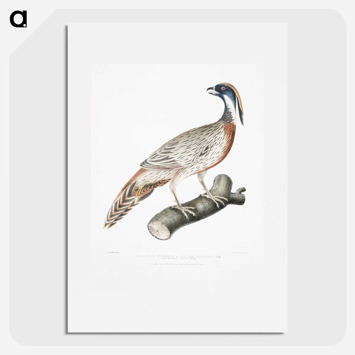 2-81_Indian-Zoology_picture