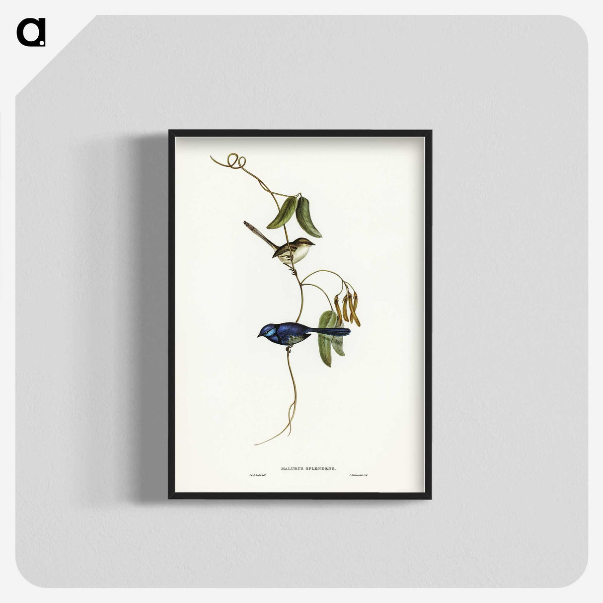 2-81_John-Gould_blk-crop
