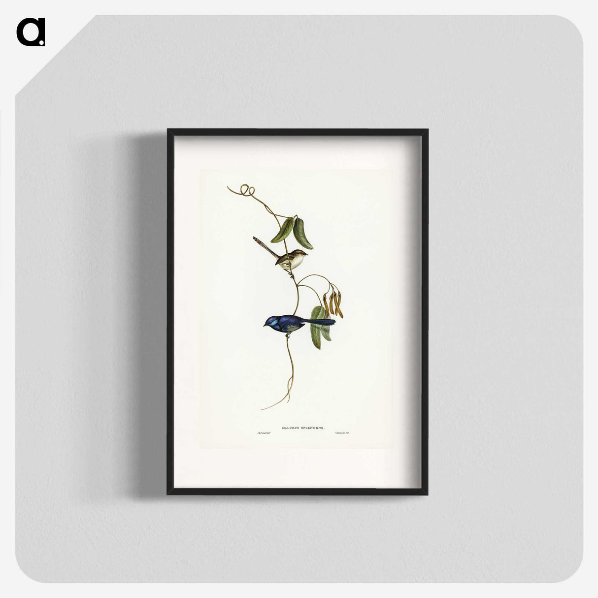 2-81_John-Gould_blk