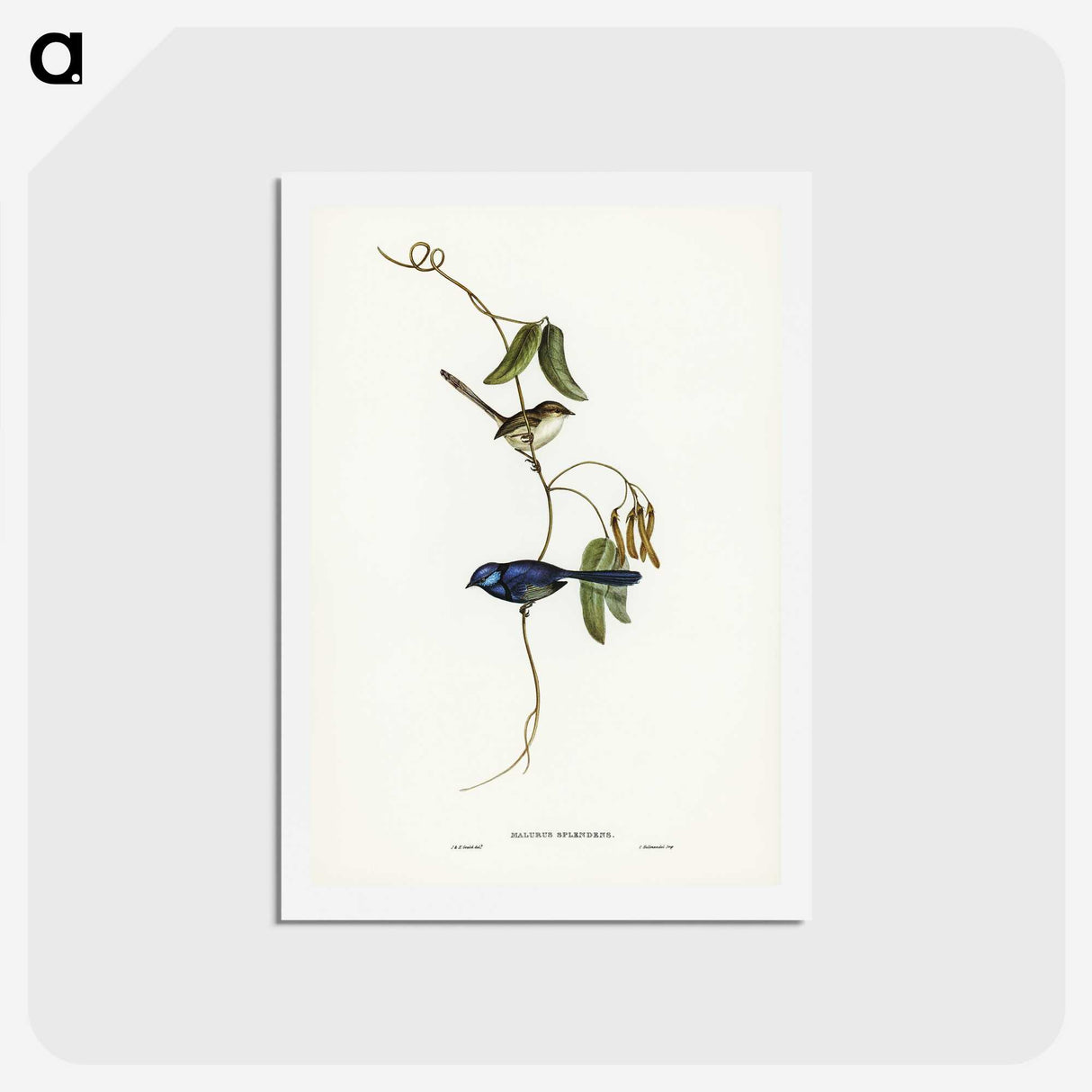 2-81_John-Gould_hagaki