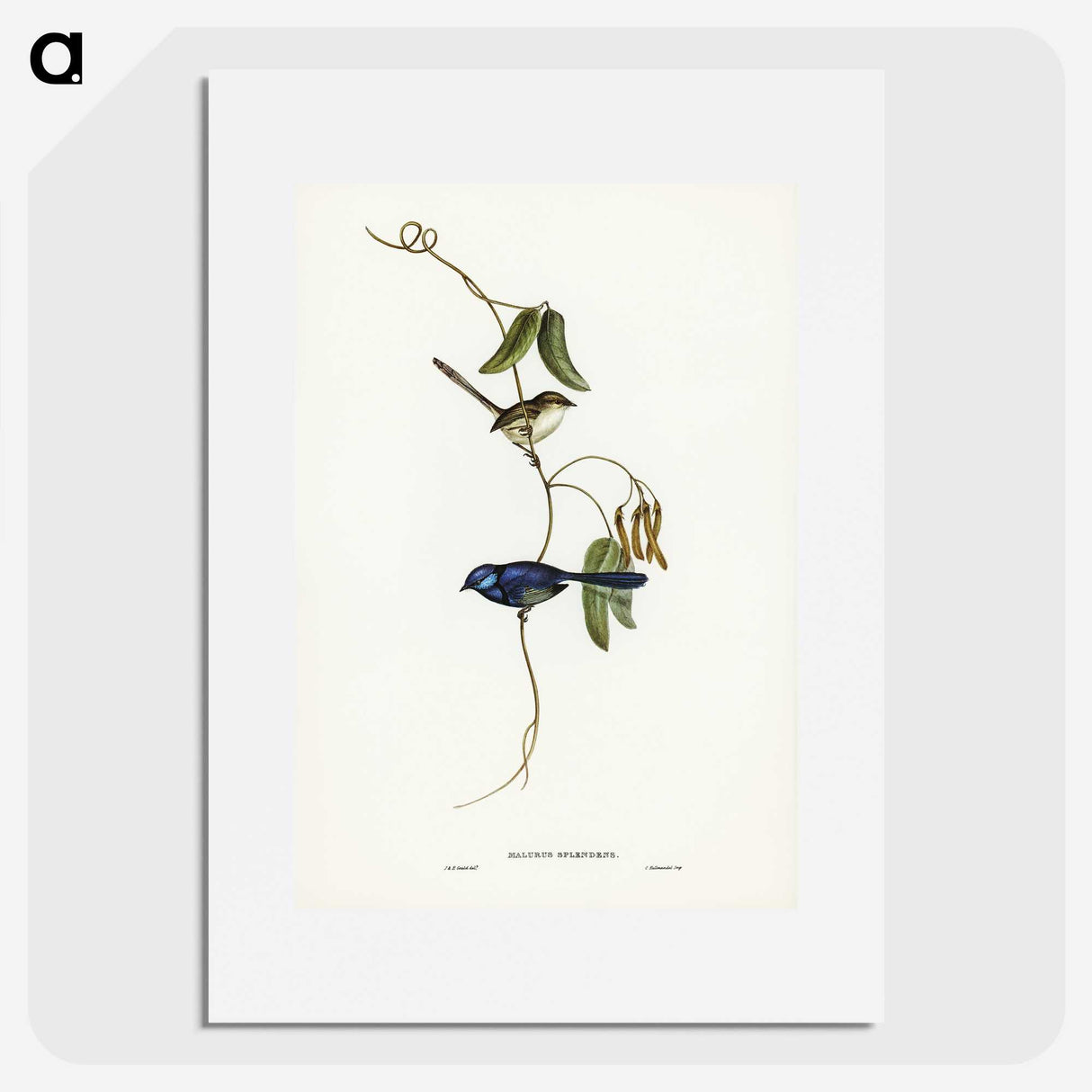 2-81_John-Gould_picture