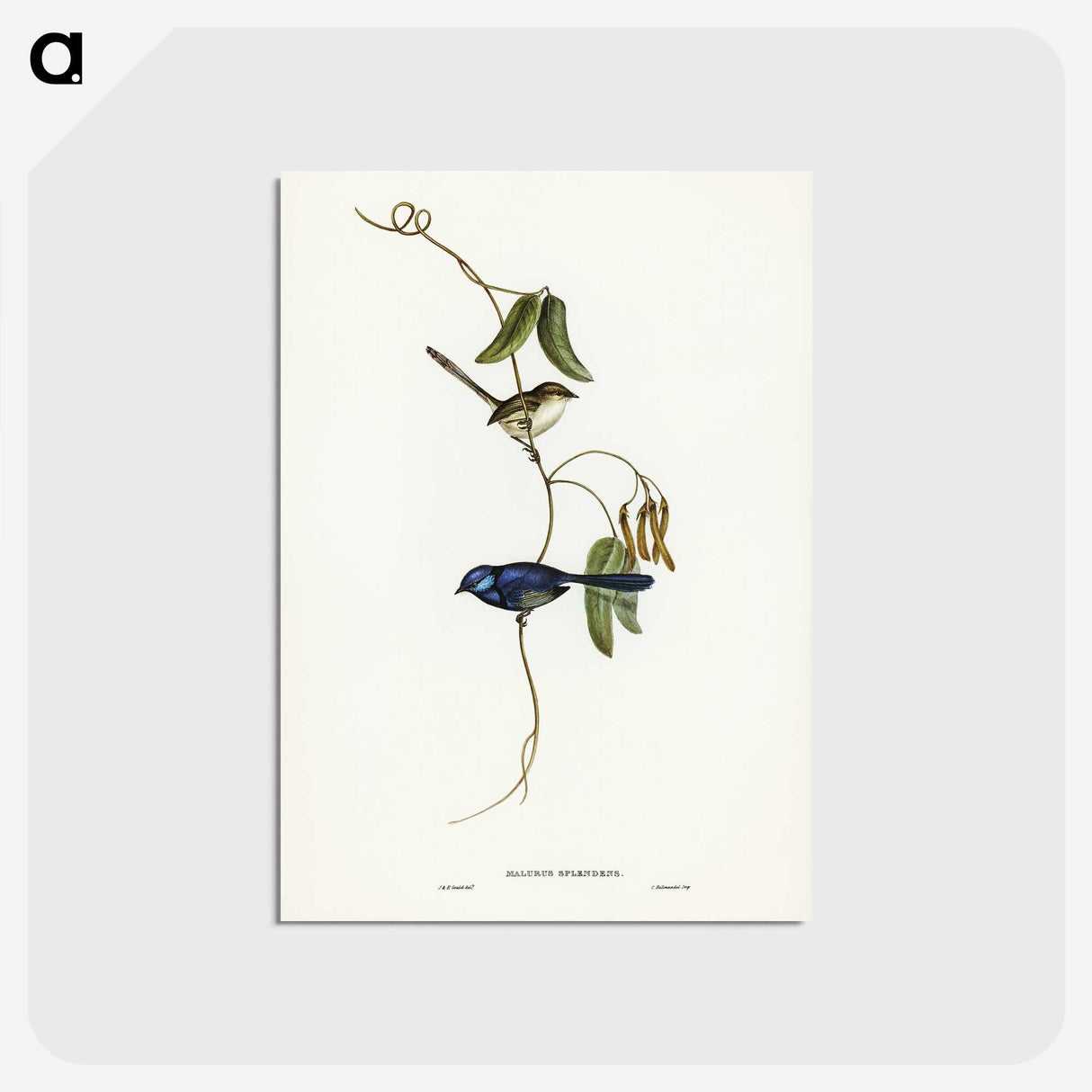 2-81_John-Gould_postcard