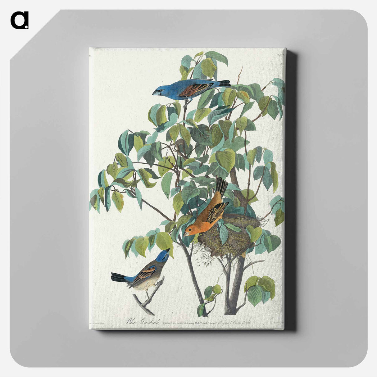 アートパネル-Blue Grosbeak
- ジョン ジェームス オーデュボン Canvas.