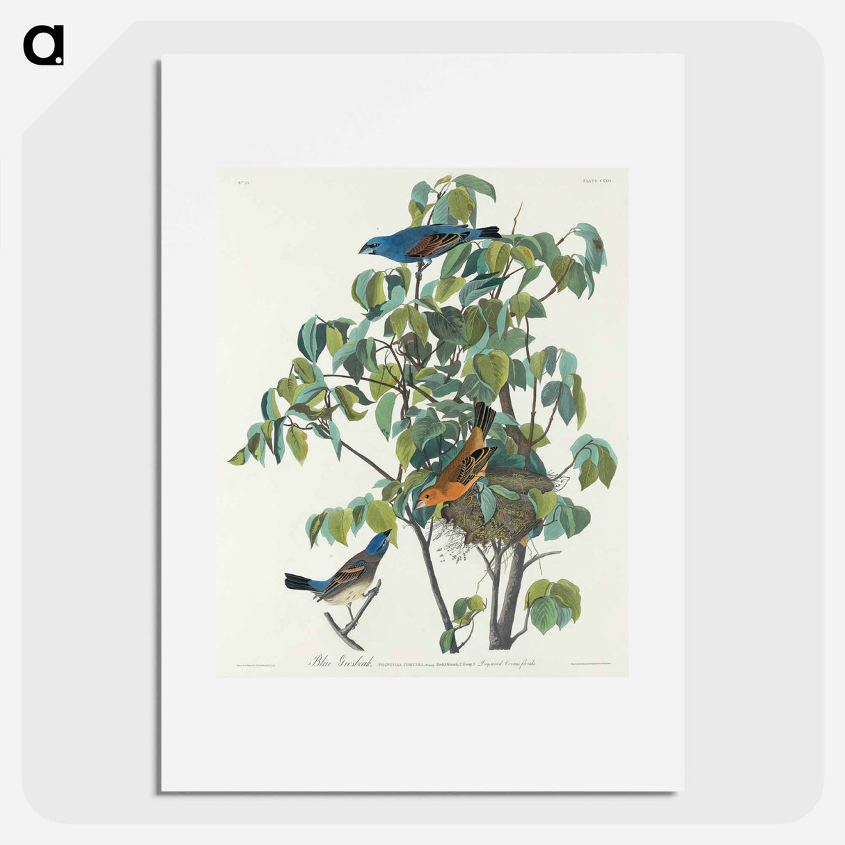 アートポスター-Blue Grosbeak
- ジョン ジェームス オーデュボン Poster.