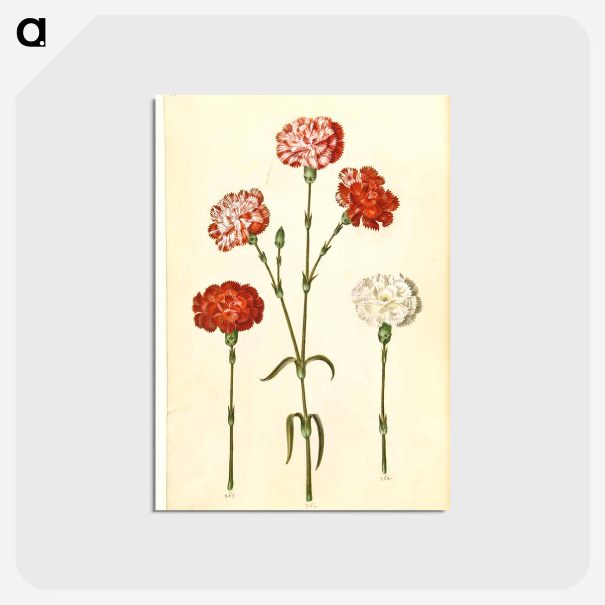 アートポストカード-Dianthus caryophyllus
- マリア ジビーラ メーリアン Postcard.
