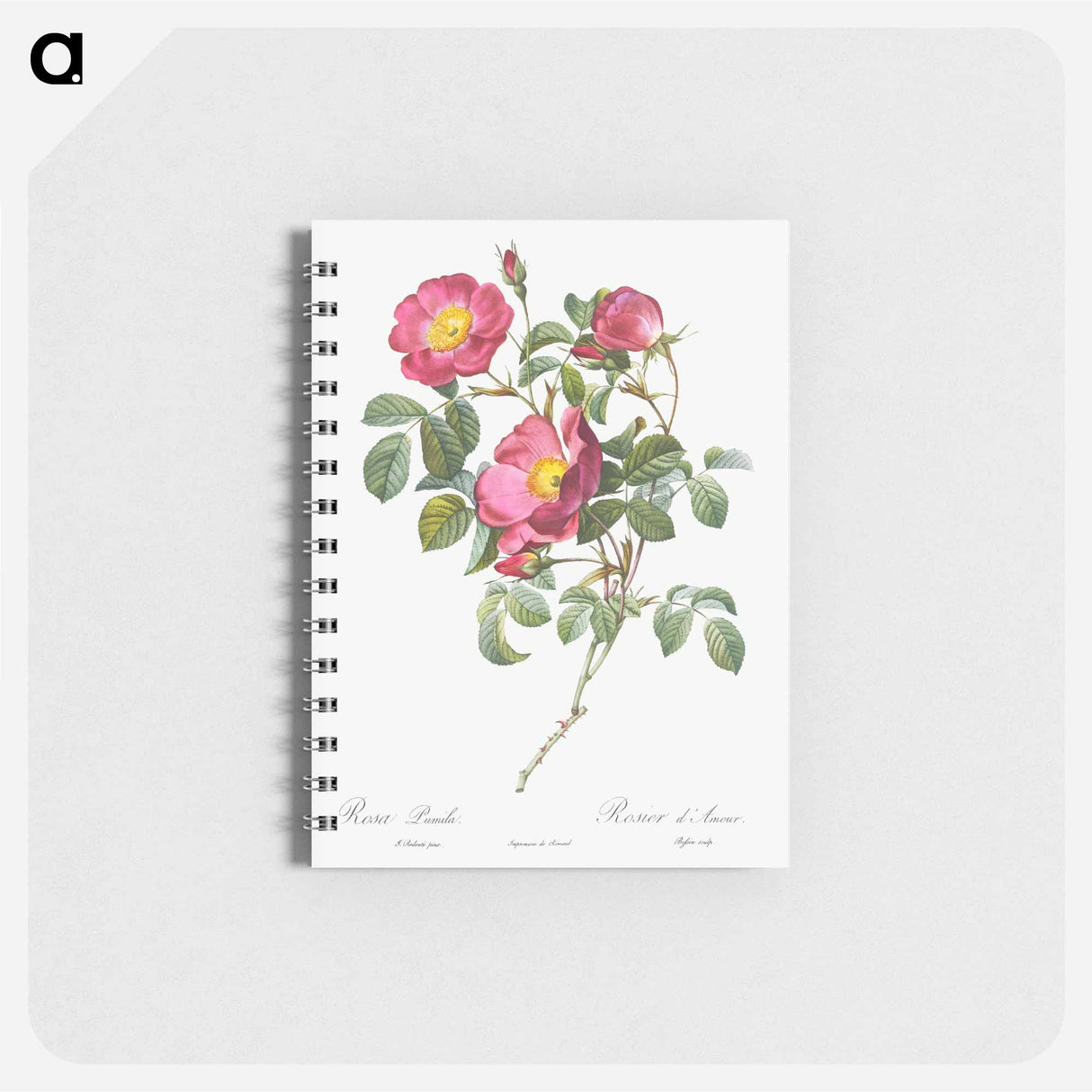 Rose of Love - ピエール ジョゼフ ルドゥーテ Memo.