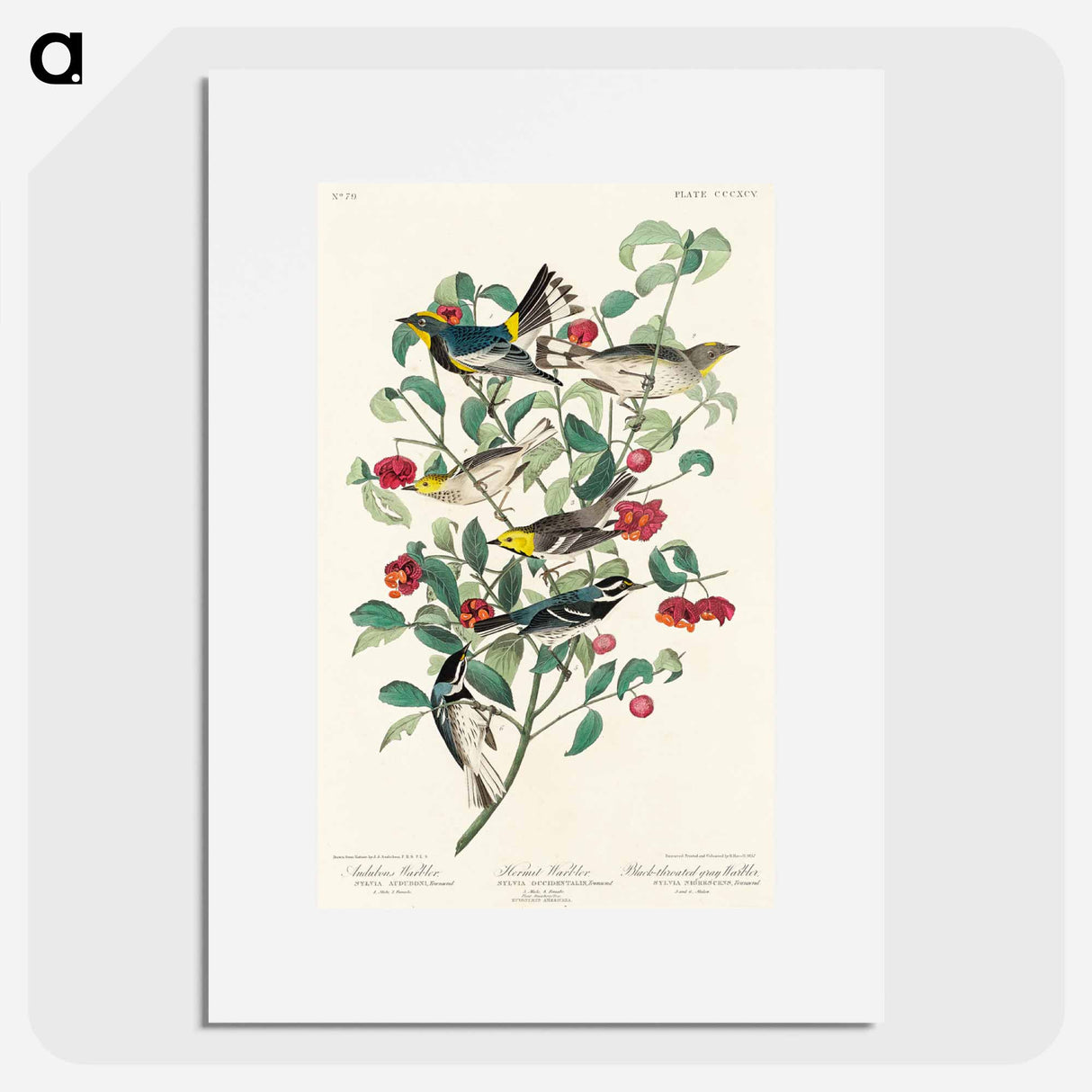 アートポスター-Audubon's Warbler, Hermit Warbler and Black-throated gray Warbler from Birds of America
- アメリカの鳥たち Poster.