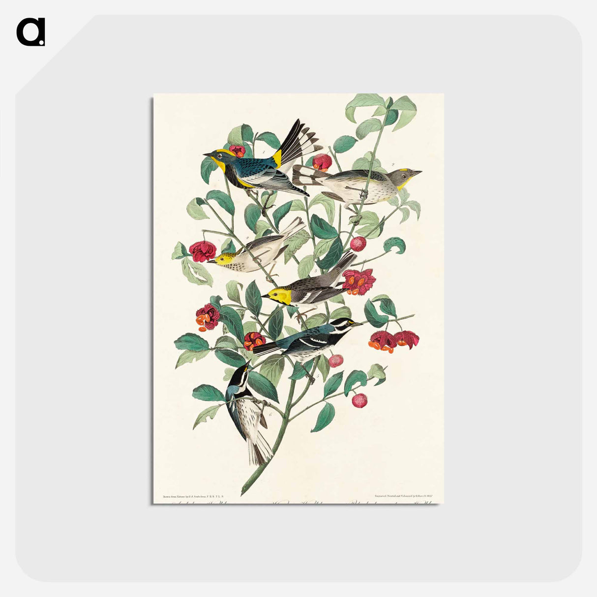 アートポストカード-Audubon's Warbler, Hermit Warbler and Black-throated gray Warbler from Birds of America
- アメリカの鳥たち Postcard.