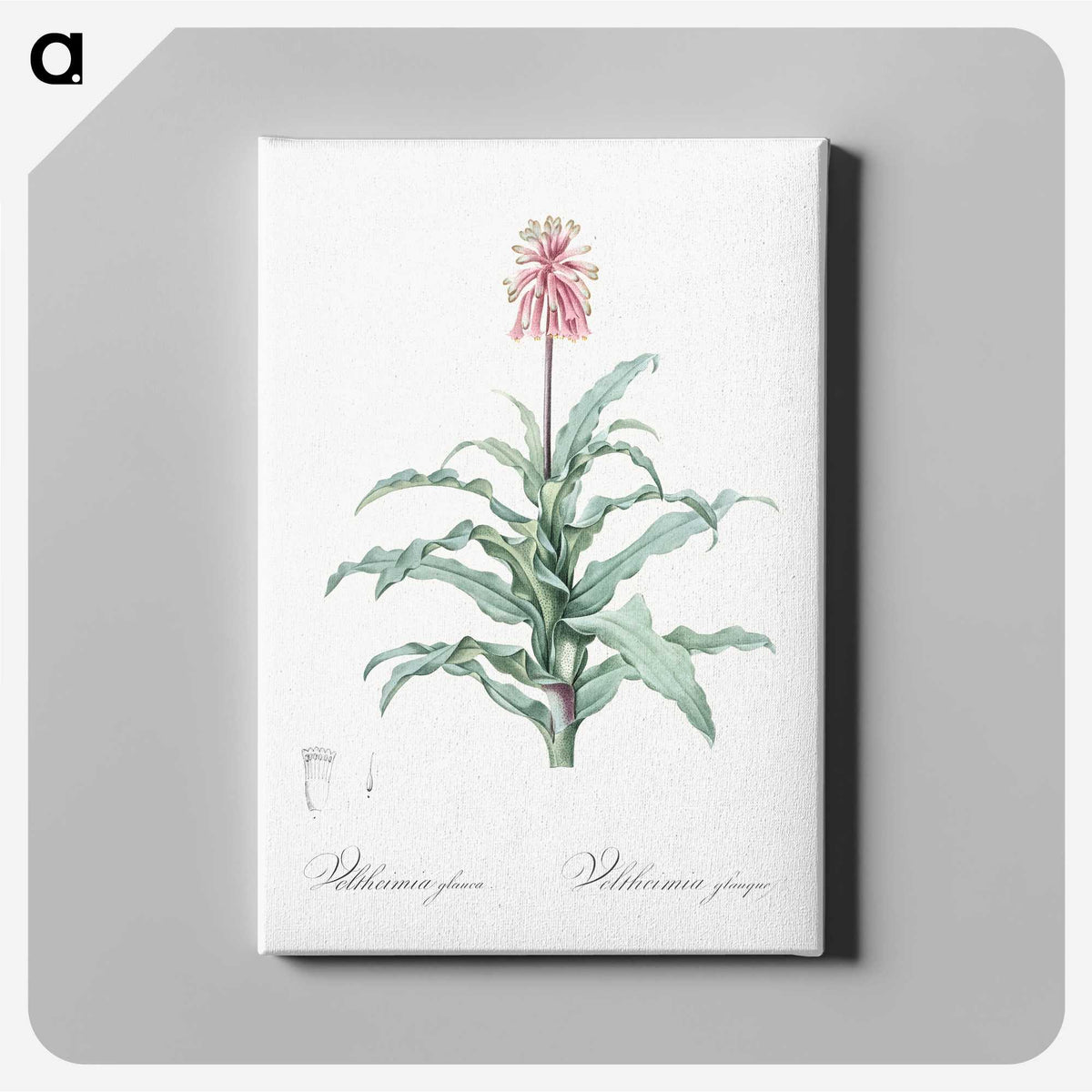 2-81_The-Lilies_canvas