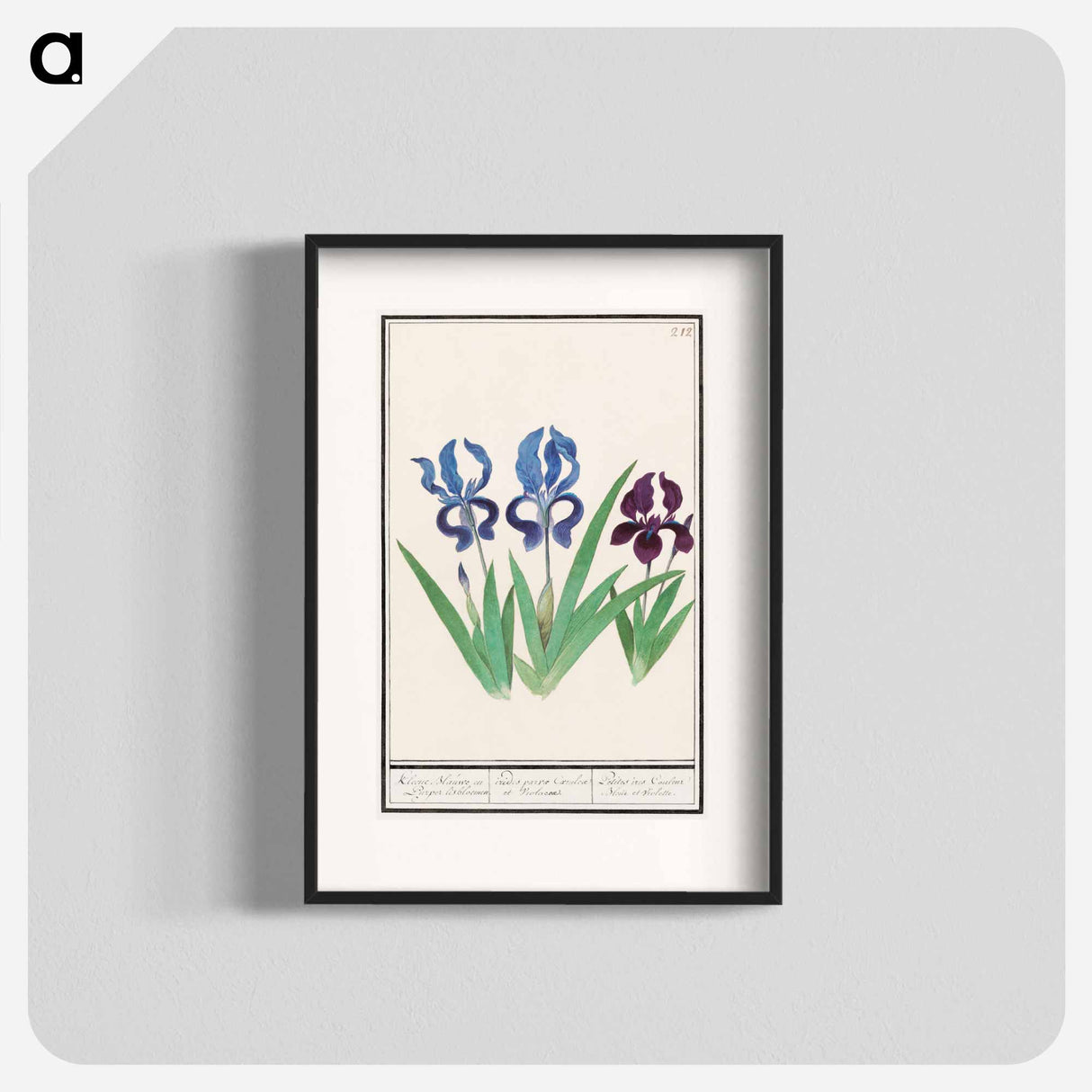 Purple iris - アンセルムス ボエティウス デ ブート Poster.