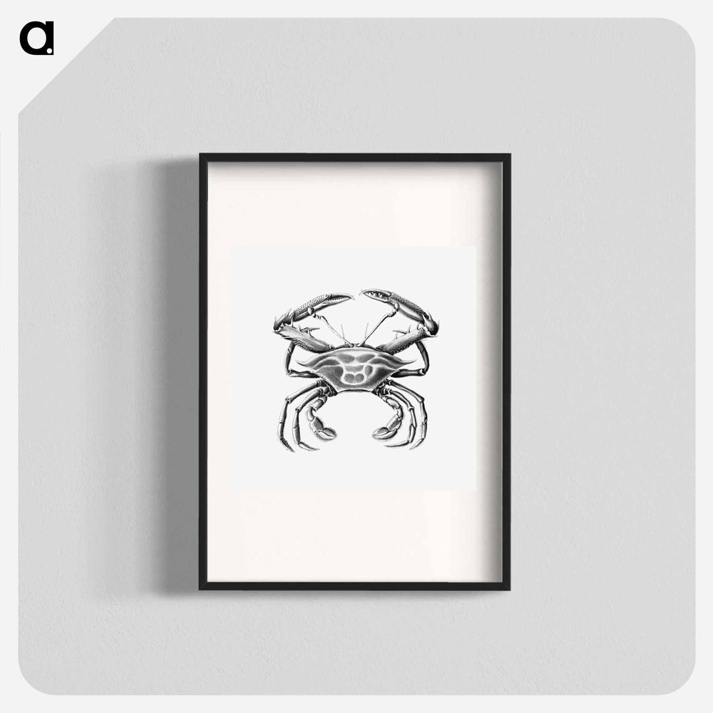 Vintage crab marine life illustration - エルンスト ヘッケル Poster.