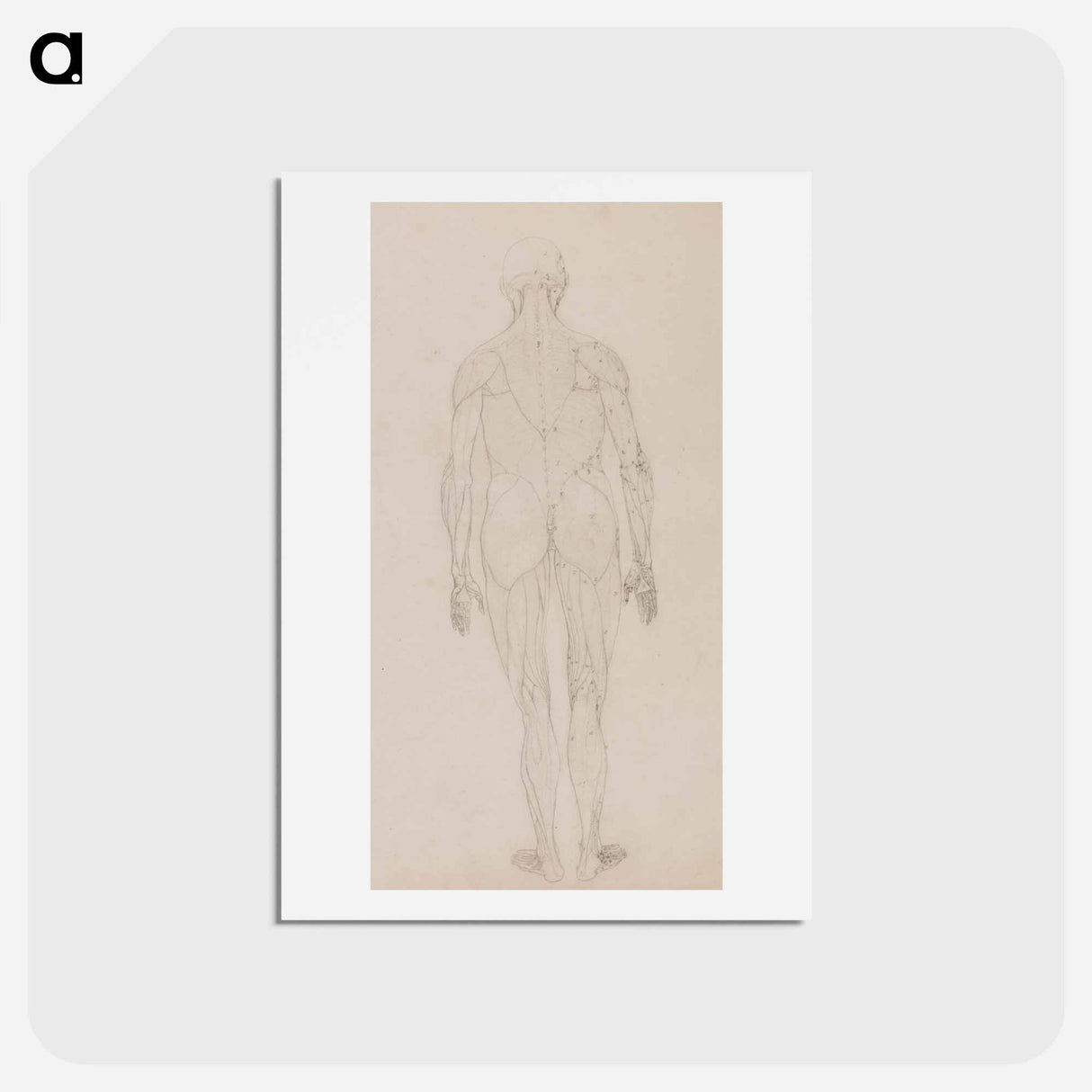 アートポストカード-Human Figure, Posterior View
- ジョージ スタッブス Postcard.