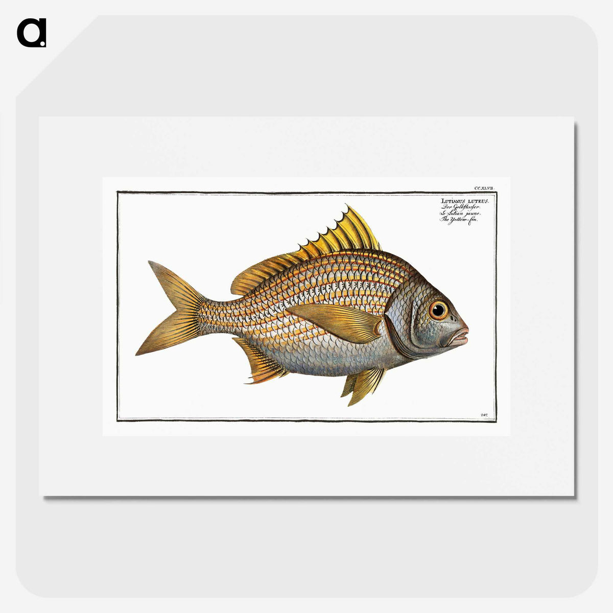 2-82_Ichtyologie-ou-Histoire-naturelle_picture