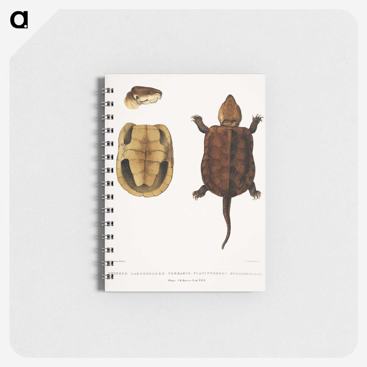 2-82_Indian-Zoology_memo