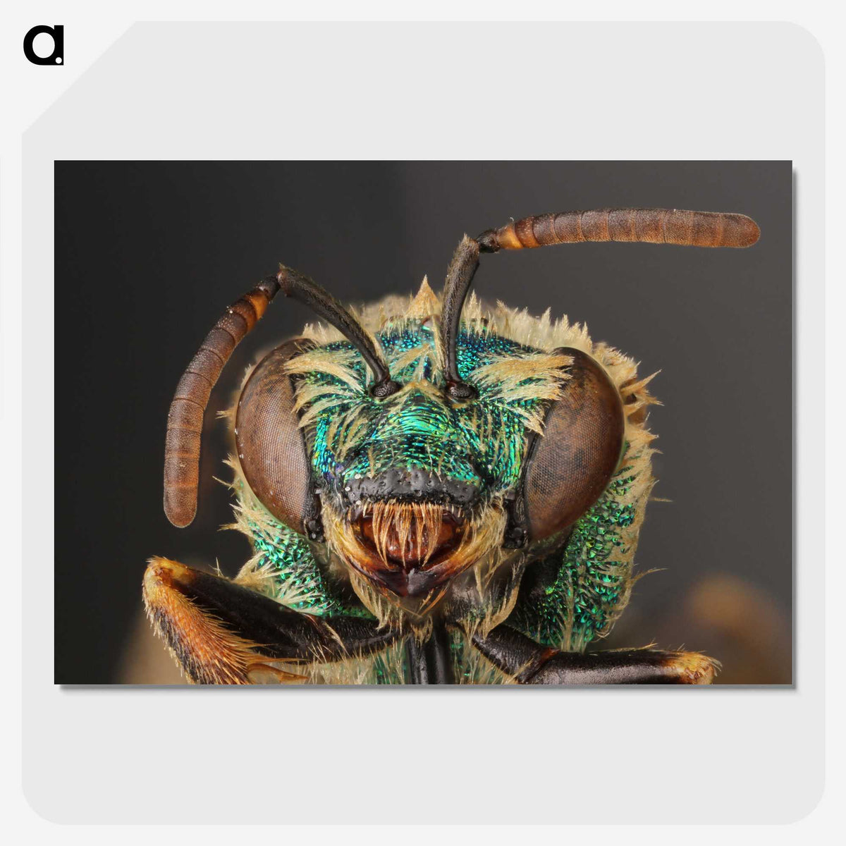 2-82_Insects-Unlocked-Project_picture-crop