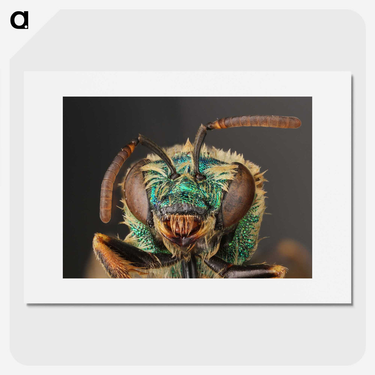 2-82_Insects-Unlocked-Project_picture