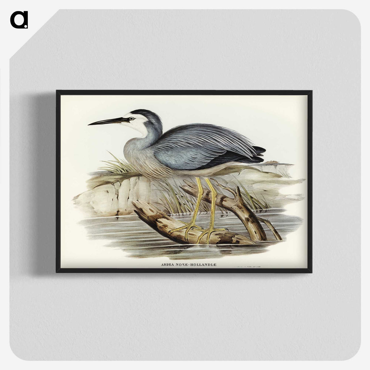 2-82_John-Gould_blk-crop