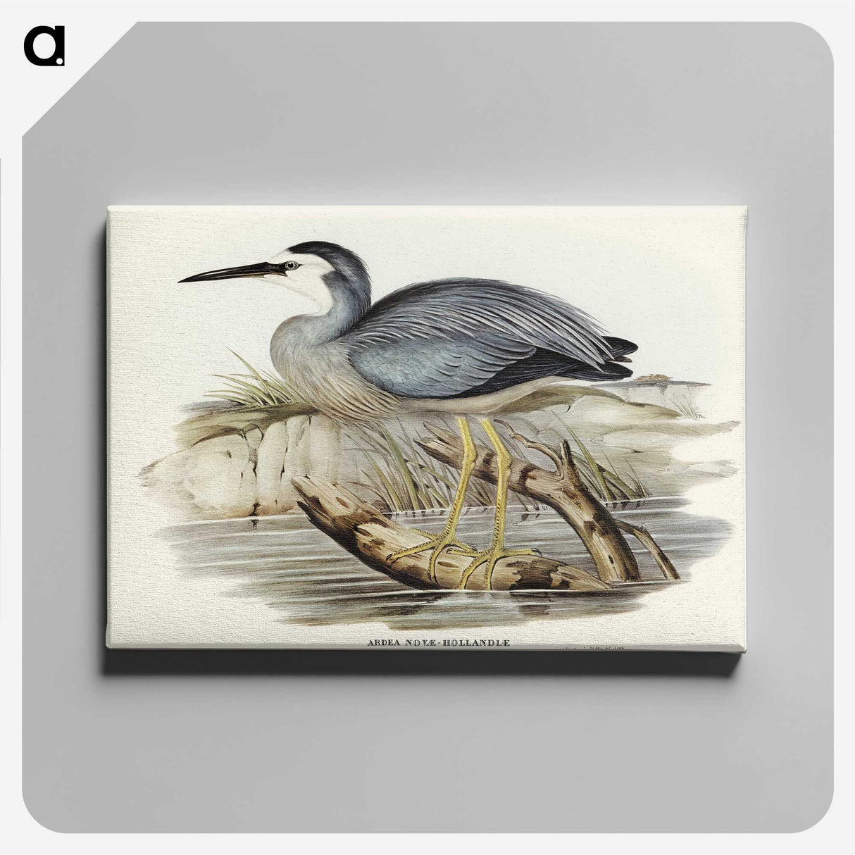 2-82_John-Gould_canvas