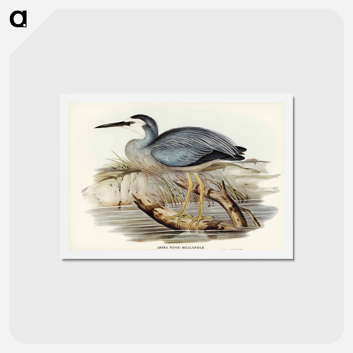 アートポストカード-White-fronted Heron
- ジョン グールド Postcard.