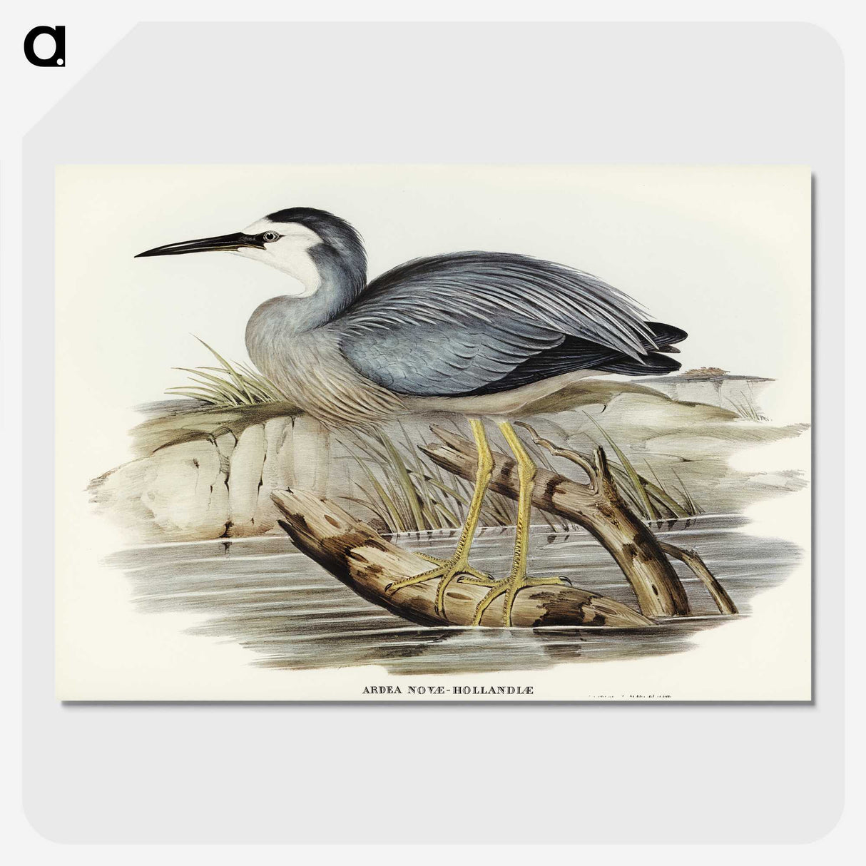 2-82_John-Gould_picture-crop